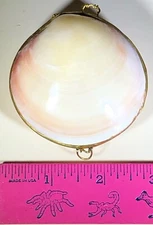 TRINKET BOX COWRY SHELL JEWELRY BOX TRINKET BOX COIN BOX PILL BOX FREE SHIPPING