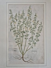 Ginster (Ginst) - Leonhart Fuchs Altkoloriert - aus Kräuterbuch 1543 - Original 