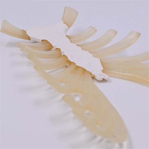 Human Skeleton Model for Anatomy Human Sternum Model Medicals Teaching Aid - Photo 4/8