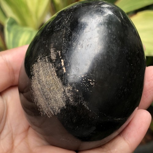 295gr VERSTEINERTES HOLZ Eierstein Reiki Energie Dekoration - Bild 1 von 5