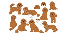 New Cavapoo Brown Pattern Vinyl Checkbook Cover