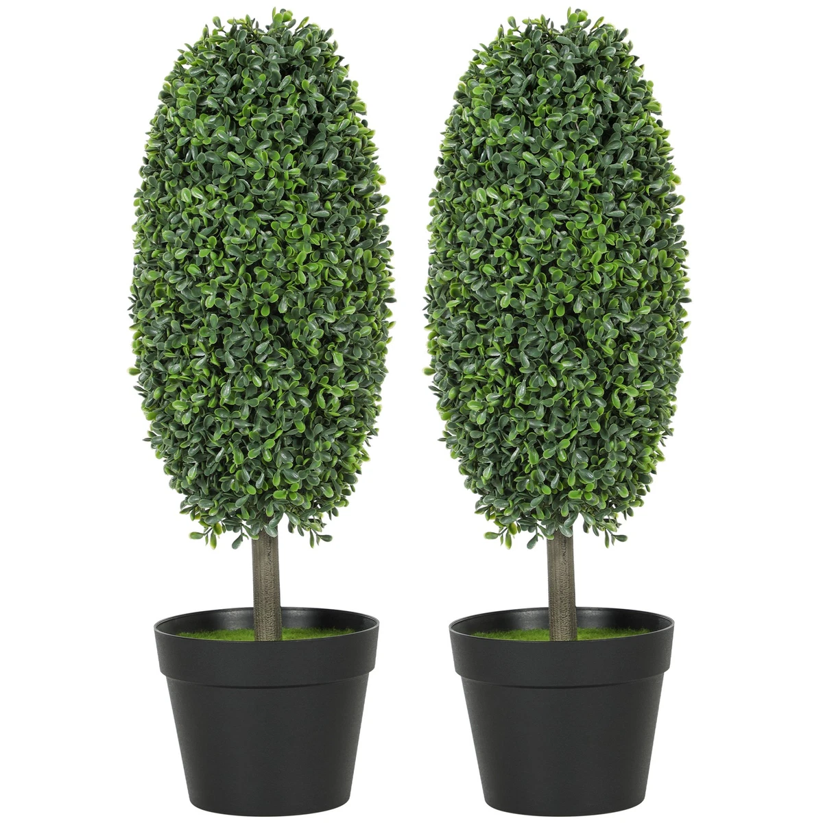 podocarpus maki plant Podocarpus ‘Maki’ main image 0