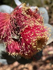 Eucalyptus macrocarpa Seeds - ‘Mottlecah’, ‘Rose Of The West’