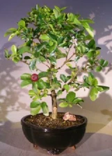 Cherry Blossom Bonsai Tree Live Plant Dwarf Weeping Barbados 11"H Indoor Plant