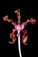 Schomburgkia Laelia Schultzei Live Potted Orchid Plant 4" Pot in Sphagnum Moss