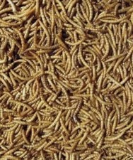 Dried mealworms 15kg