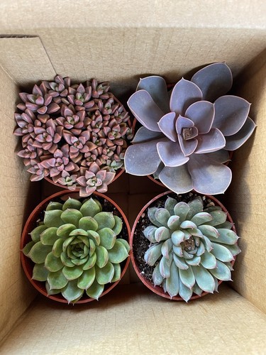 Succulents Garden Starter (4 Pack) BIG