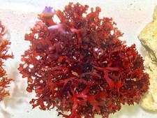 Live Saltwater Red Dragon Breathe Macro Algae Plant Reef Marine Refugium