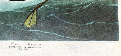Raro AUDUBON AMSTERDAM Doble Elefante Folio MANKS PARDELA #295 MARCA DE AGUA - Imagen 9 de 10