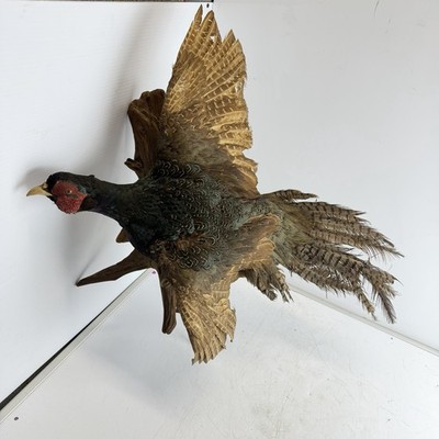 Vintage Taxidermy Pheasant in Flight on Natural Wood Base Rustic Decor