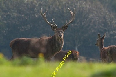 Foto A2 Rothirsch - Margam Deer Park Brombil The Hart hat seine h c2011 gesammelt