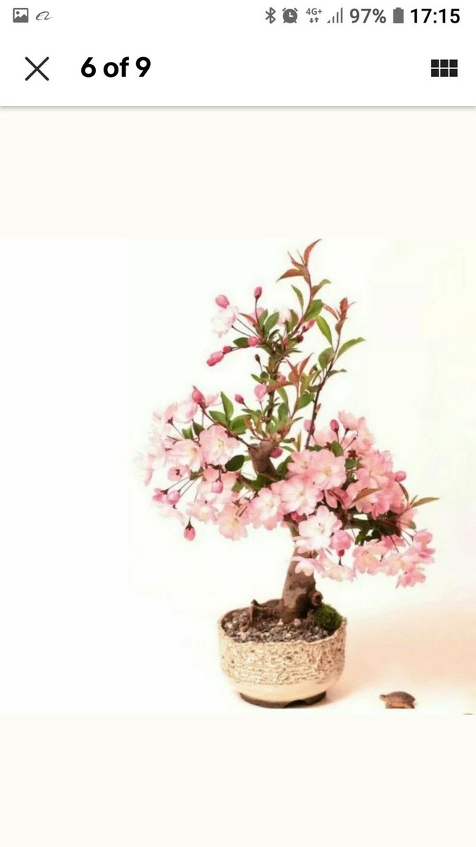 10 Japanese Cherry Blossom Bonsai Seeds - Flowering Sakura Bonsai Seeds