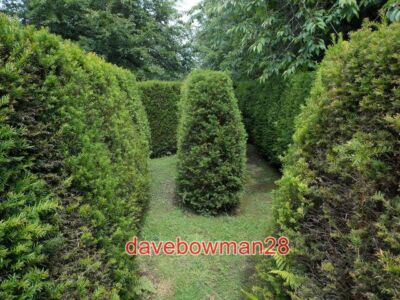 FOTO WARMWELL: IM LABYRINTH VON WARMWELL HOUSE IST DAS LABYRINTH WEIT OBEN VERSTECKT
