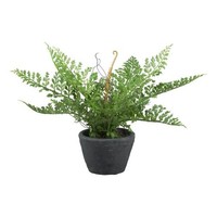 artplants Deko Frauenhaarfarn Smohan, Zementtopf, Luftwurzeln, GrüN, 22Cm
