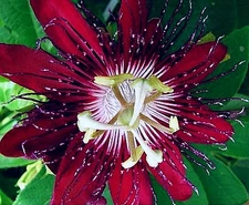 LADY MARGARET Red Burgundy Passion Flower Vine Fragrant Live Plant Passiflora