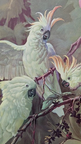 VINTAGE Alfonso T. Toran, THREE WHITE COCKATOOS Litho ART PRINT 16" X 20" Framed - Picture 4 of 9