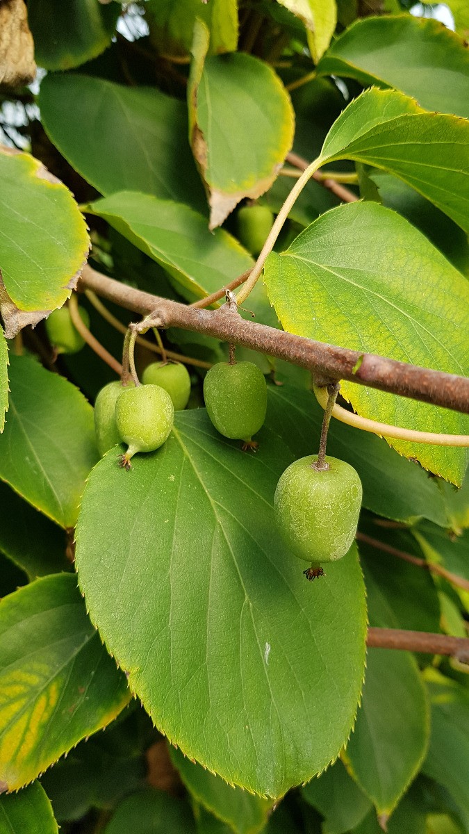 Kiwaï 'Issaï' Actinidia arguta résout le manque d'espace pour petit jardin
