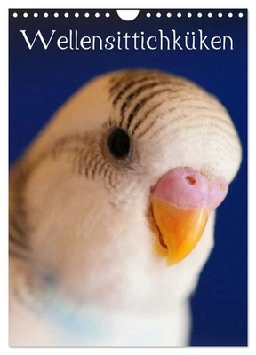 Wellensittichküken (Wandkalender 2026 DIN A4 hoch), CALVENDO Monatskalender