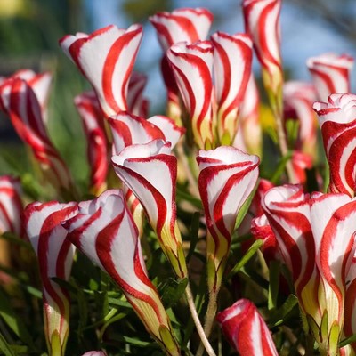 Candy Canne Sorrel Oxalis Versicolor Garten Samen Gartenblumen 1 Samenba   