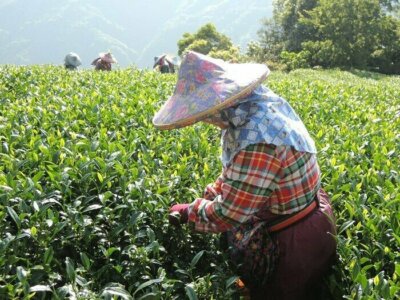 台湾茶 桂淳 金萱 JIN XUAN TEA 600g 台湾茶 桂淳 金萱 JIN XUAN TEA 600g