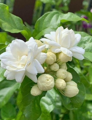 philodendron cream splash Philodendron Cream Splash  Aroidasia