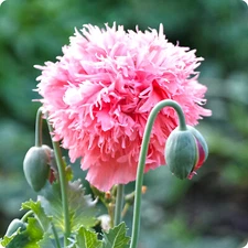 1,000 Rose Peony Poppy Seeds –P. Somniferum - Fluffy Rose Pink Blooms!