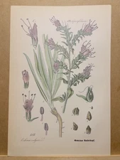 1886 ANTIQUE LITHOGRAPHY ILLUSTRATION BOTANY FLOWER FLORA NATURE DECOR...