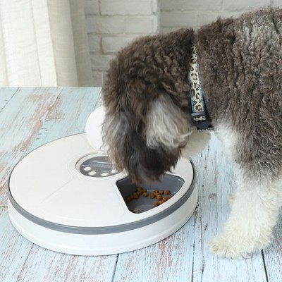 small grey and white dog