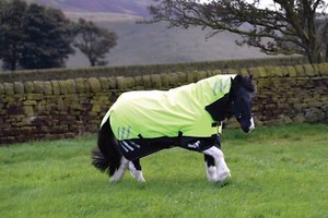 RHINEGOLD Konig mediumweight 200g Imperméable Cheval participation tapis couverture
