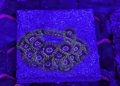 WYSIWYG: Aqua-Cultured Purple Hornet Zoa Coral Colony (30+ Polyps!)  
