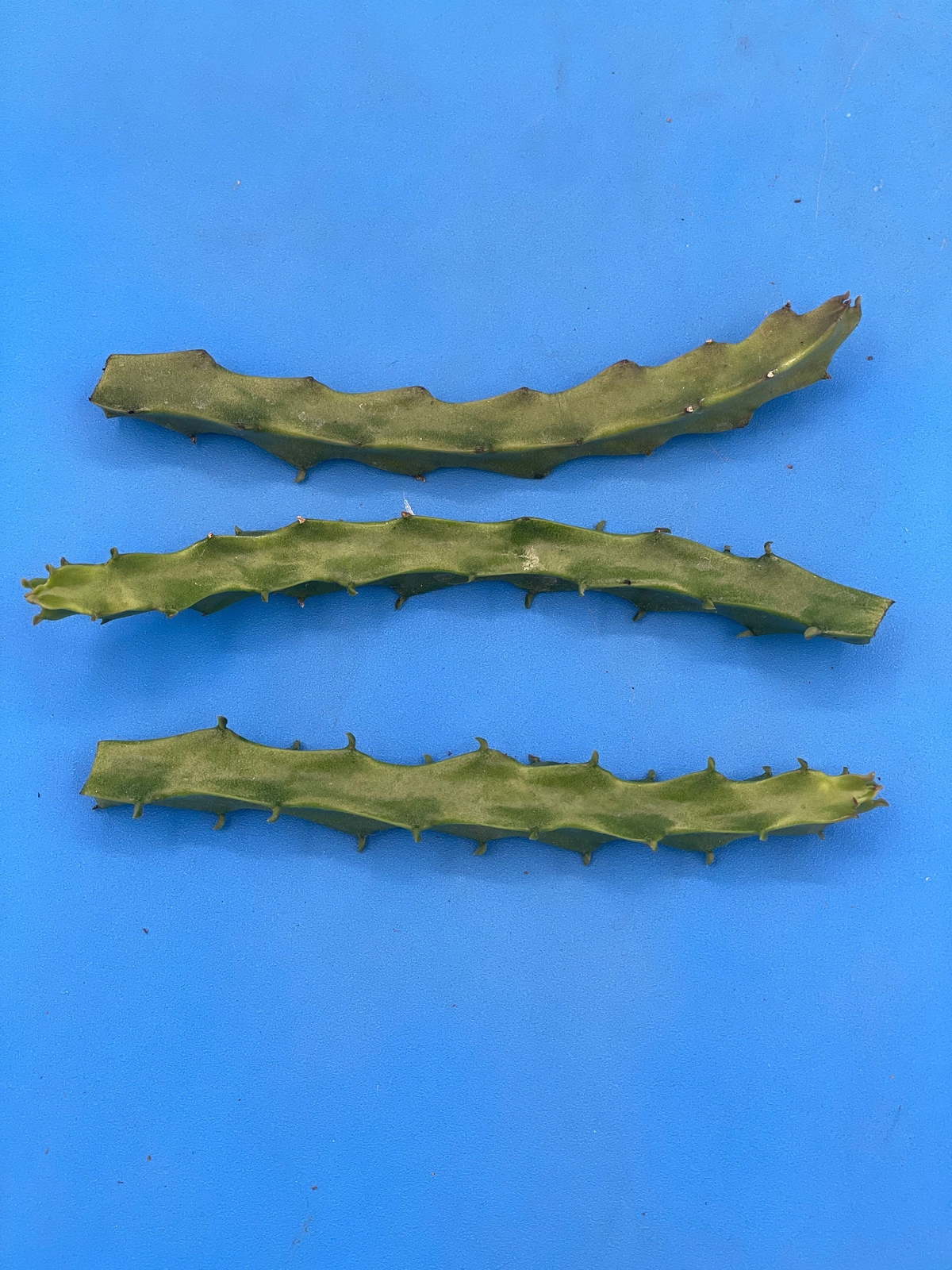 Caralluma Umbellata Cutting - Very Rare - 4-5 inches+ Easy, Healthy! USA Grown