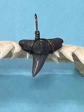SHARK TOOTH PENDANT…7/8 Inch Fossilized LEMON Shark Tooth from Venice Florida 