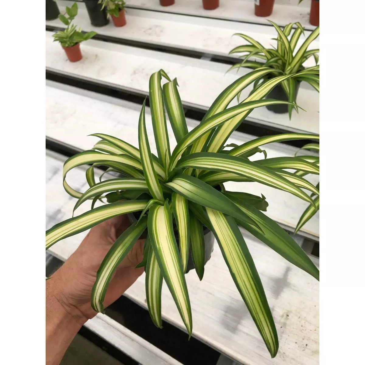 Hawaiian Spider Plant