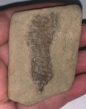 Fossil CRINOID SCYTALOCRINUS 2 Inches! Mississippian Crawfordsville Indiana