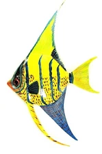 Tropical Reef Angelfish Sea Life Wall Art decor 8"(21)