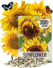 , 1 Ounce Mammoth Sunflower Seeds to Plant Helianthus Annuus Grey Stripe Re-Se