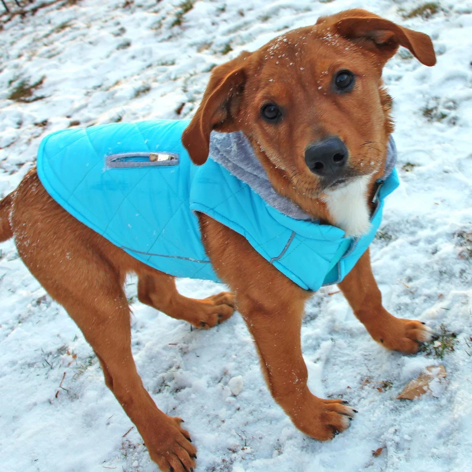 Dog Coat with Hoodie - Light Blue - Image 2 of 4