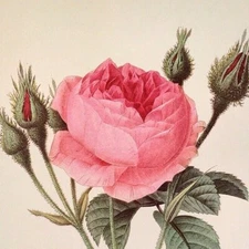 P. J. Redoute Flowers Rosier Mousseucc Botanical Art Print Book Plate 124
