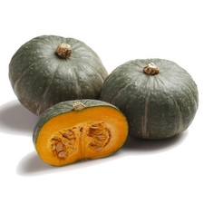 20 Semi di Zucca Mantovana