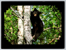 Post Card Black Bear Antigo WI Wildlife Birch Tree Nature Printed in USA
