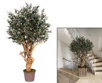 Oliven Kunstbaum Mit Dickem Und Verzweigtem Naturstamm 200Cm Premium QualitäT