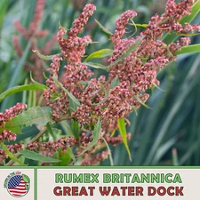 100 Great Water Dock Seeds, Rumex britannica, Native Perennial Wetland Shrub
