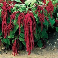 10 Seeds Amaranthus Caudatus Love Lies Bleeding 