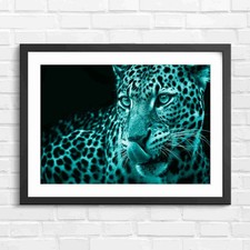 Intense Leopard Licking Face Portrait Teal Framed Wall Art Print Large Picture