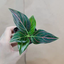 Rare Aglaonema Tiger Red Vine – Live Chinese Evergreen Plant, 4” Pot – Easy Care