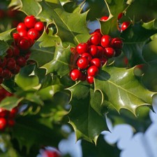 Evergreen Hedge Plant, English Holly, spiky leaves, red berries, 8cm potted