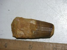 Dinosaur fossil tooth Spinosaurus Cretaceous Era bigger 1.5 inch long M54