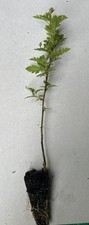 10 x Hawthorn (Crateagus monogyna) 20-30cm - Cell Grown