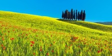 Quadro Campo Grano con Cipressi Toscana Paesaggio Stampa su Mdf o Tela Swarovski