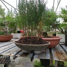  2 Vasi 75€ Per Bonsai Suiseki Per Bosch Realiz Con  Miscela Di Polveri Di Roc